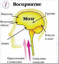 VOLUPTA