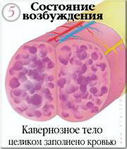 VOLUPTA
